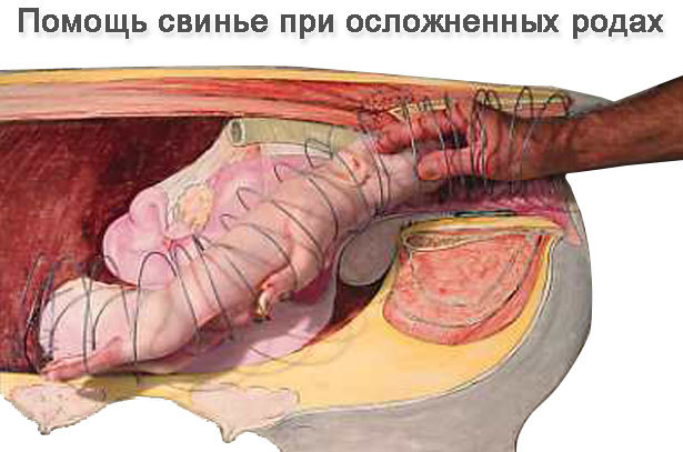Вырезание кружев из бумаги Вырезание кружев из бумаги