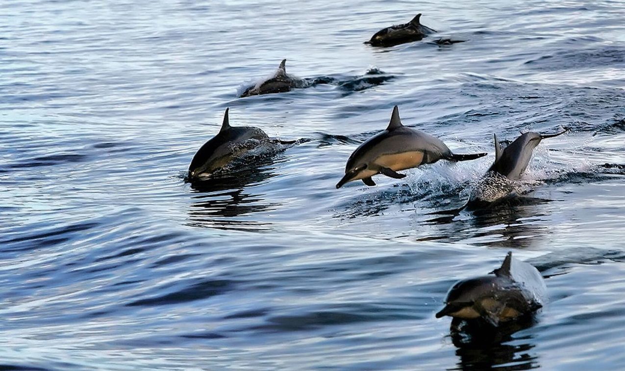 крым море дельфины