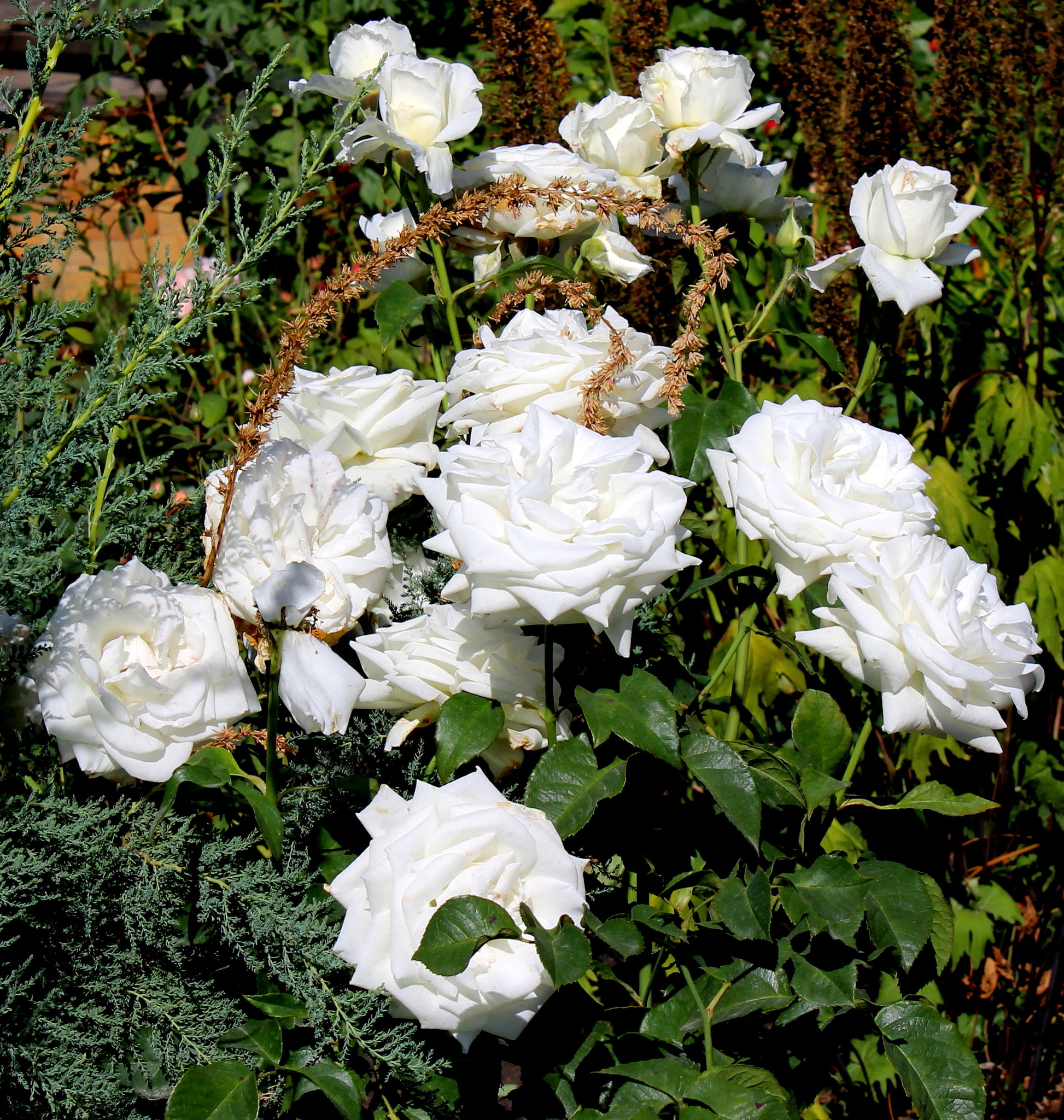 Роза шраб белая