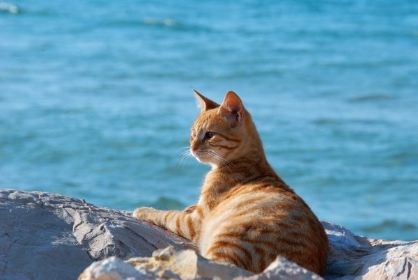 😻💫⛱Хочется у моря полежать в тени...
Не считая деньги,не считая дни...