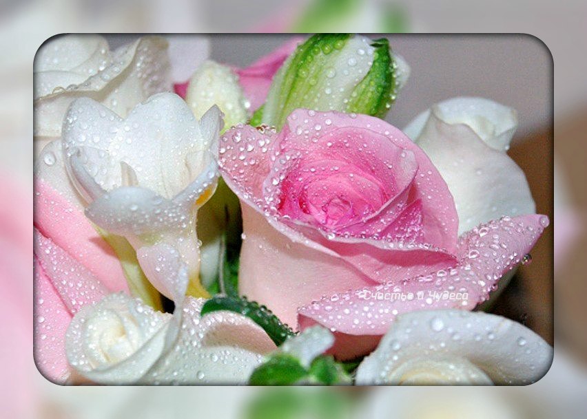 Розовый белый видео. Бело розовые цветы. Самые нежные цветы. Нежные розы.