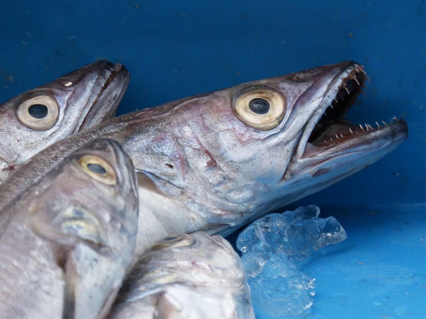 Рыба хек серебристый