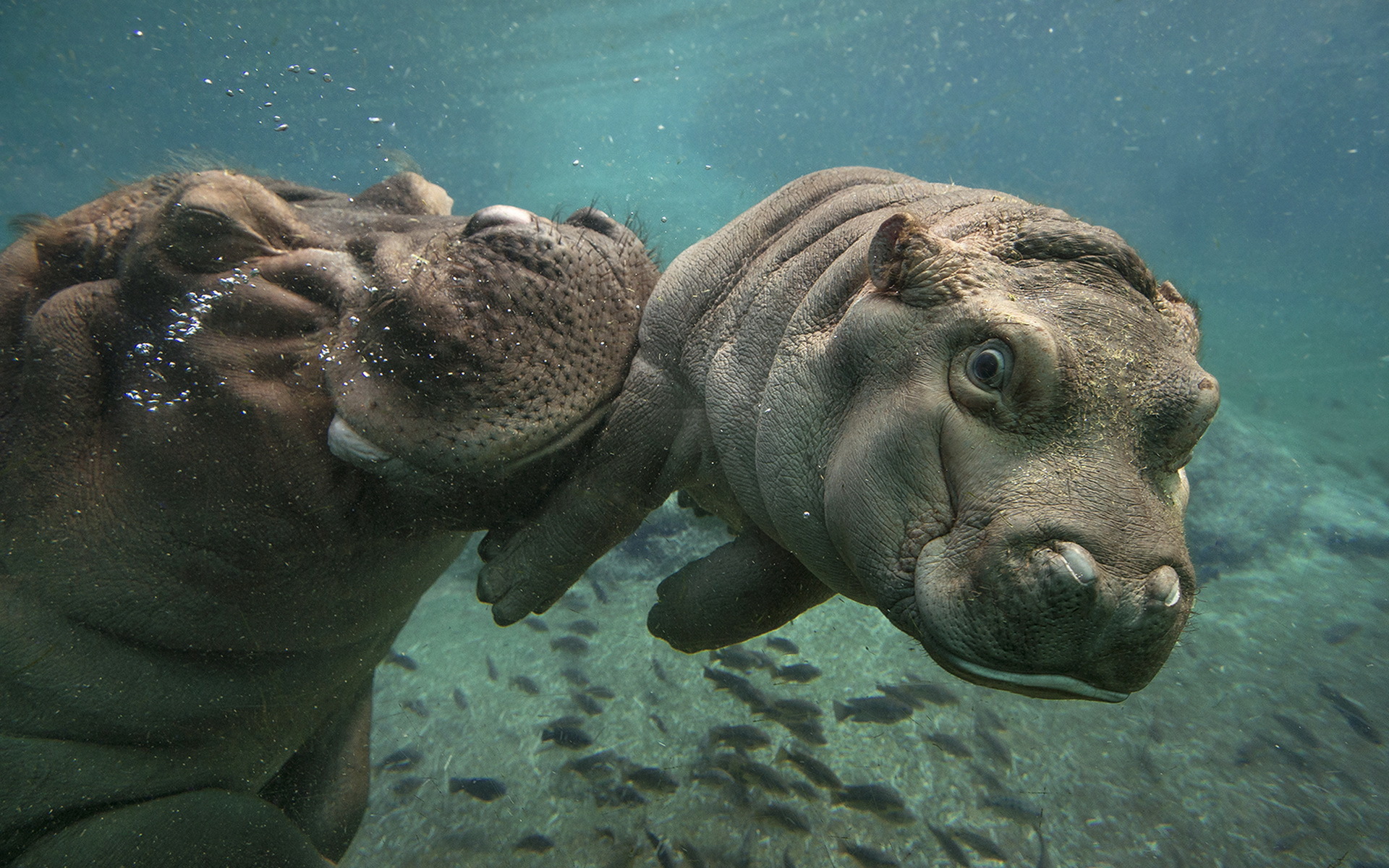 Hippo. Бегемот Hippo. Австралийский Бегемот. Бегемот под водой. Бегемот в воде.