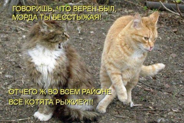 горько кричал бесстыжий рыжий кот