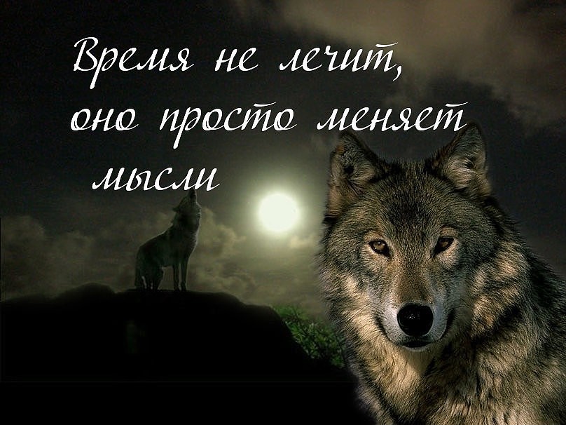 Красивые картинки с надписями о жизни волков, открытки бумаги