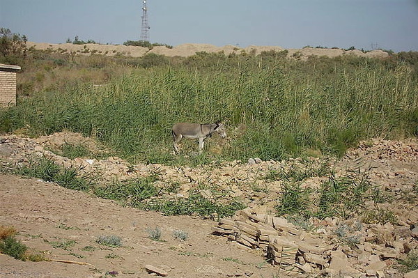 Пгт тахта базар фото