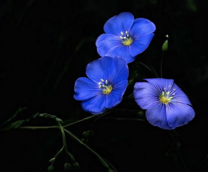 Сине желтая незабудка. Голубые цветы. Синие цветочки. Цветы синего цвета. Голубые цветы на черном фоне.