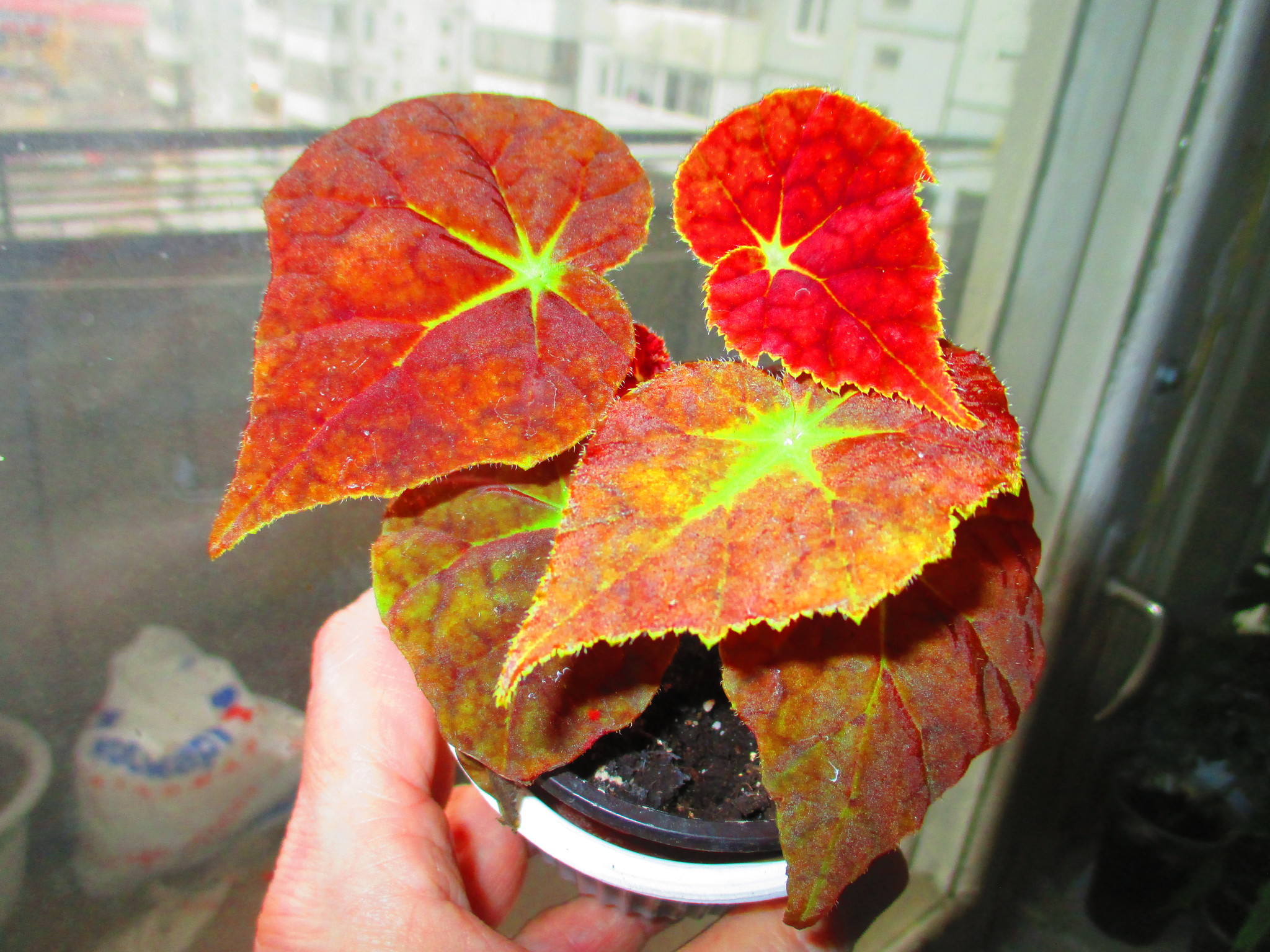 Бегония autumn ember фото